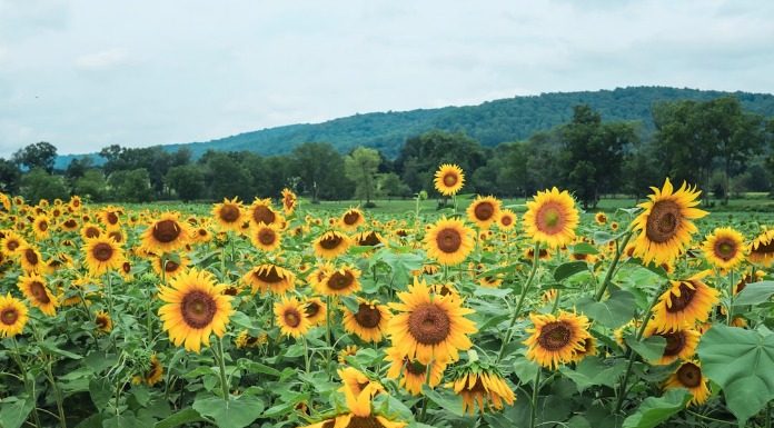 Δυσάρεστη η ζωή στις μεγαλουπόλεις για την πλειοψηφία των πολιτών