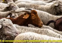 Διαλύουν την κτηνοτροφία-Lockdown στη μετακίνηση,κρίσιμες επόμενες μέρες,κτηνίατροι σε εντεταλμένη υπηρεσία για τρομοκρατία και άρνηση εμβολιασμού Διαλύουν την κτηνοτροφία-Lockdown στη μετακίνηση,κρίσιμες επόμενες μέρες,κτηνίατροι σε εντεταλμένη υπηρεσία για τρομοκρατία και άρνηση εμβολιασμού