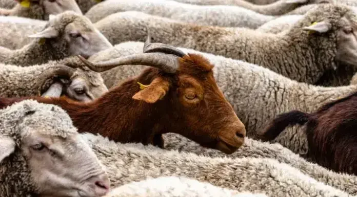 Διαλύουν την κτηνοτροφία-Lockdown στη μετακίνηση,κρίσιμες επόμενες μέρες,κτηνίατροι σε εντεταλμένη υπηρεσία για τρομοκρατία και άρνηση εμβολιασμού Διαλύουν την κτηνοτροφία-Lockdown στη μετακίνηση,κρίσιμες επόμενες μέρες,κτηνίατροι σε εντεταλμένη υπηρεσία για τρομοκρατία και άρνηση εμβολιασμού