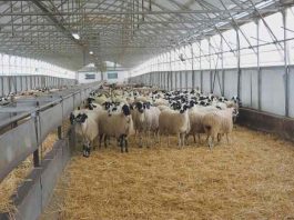 Εισαγγελία Λάρισας: Διενέργεια επείγουσας προκαταρτικής εξέτασης για το εάν τηρήθηκαν τα μέτρα βιοσφάλειας