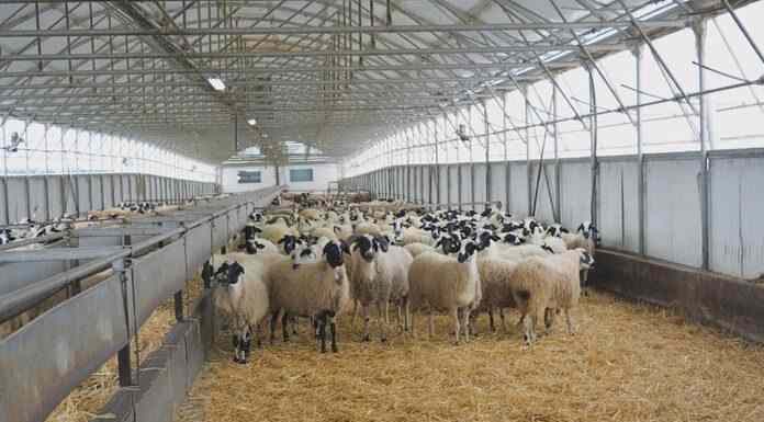 Εισαγγελία Λάρισας: Διενέργεια επείγουσας προκαταρτικής εξέτασης για το εάν τηρήθηκαν τα μέτρα βιοσφάλειας Εισαγγελία Λάρισας: Διενέργεια επείγουσας προκαταρτικής εξέτασης για το εάν τηρήθηκαν τα μέτρα βιοσφάλειας