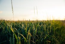 Δεν έχουμε λόγο να εισάγουμε κάτι που παράγουμε