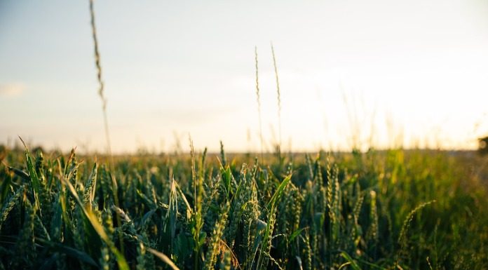 Δεν έχουμε λόγο να εισάγουμε κάτι που παράγουμε
