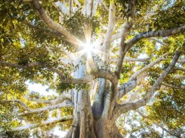 Με Ελλήνων Συνέλευσις αυτάρκεια και προστασία των πόρων της χώρας