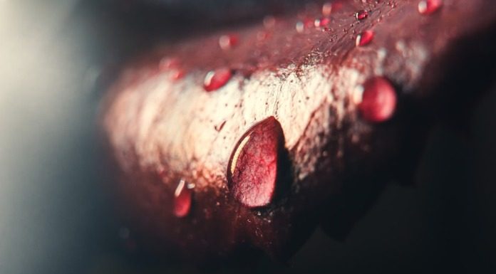 Αραουάκοι – Καρίβα – Κάνιμπα – Κάνιβαλ