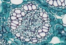 Mercosur : ελεύθερο διηπειρωτικό εμπόριο ή άνισος ανταγωνισμός με υπογραφή Ε.Ε ;