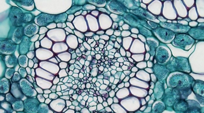 Mercosur : ελεύθερο διηπειρωτικό εμπόριο ή άνισος ανταγωνισμός με υπογραφή Ε.Ε ;