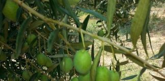 κείμενο που πρέπει να διαβάσουν όλοι οι ελαιοκαλλιεργητές!