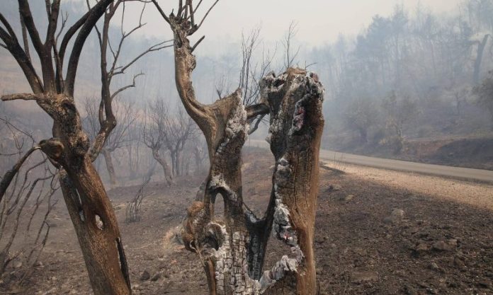 Λέκκας: «Φοβάμαι ότι με τις φωτιές, θα υπάρξει περιβαλλοντική κατάρρευση της Αττικής»