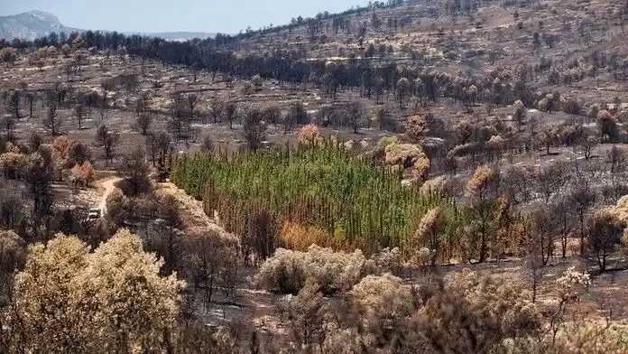 ΣΤΗ ΦΩΤΟΓΡΑΦΙΑ ΒΛΕΠΟΥΜΕ ΜΙΑ "ΟΜΑΔΑ ΚΥΠΑΡΙΣΣΙΩΝ" ΜΕΣΑ ΣΕ ΜΙΑ ΚΑΤΑΚΑΜΜΕΝΗ ΠΕΡΙΟΧΗ..