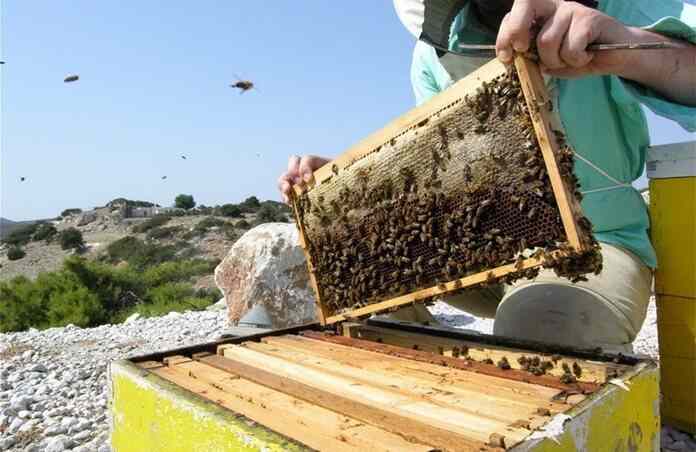 Τρία εκατομμύρια μέλισσες δολοφονήθηκαν σε λίγες ώρες και βρέθηκε το όπλο του εγκλήματος