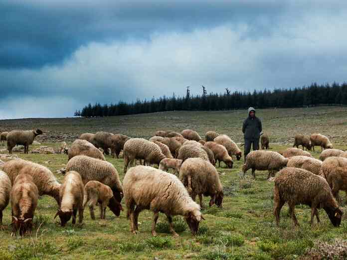 Σε δύσκολη κατάσταση οι κτηνοτρόφοι:Πουλάνε τα κοπάδια τους