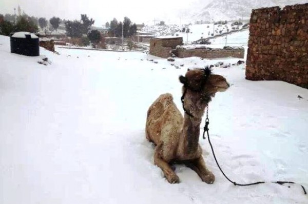 Χιόνι στην Αίγυπτο, οι καμήλες σε προβληματισμό