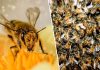 500 εκατομμύρια μέλισσες πέθαναν τους τελευταίους 3 μήνες στην Βραζιλία