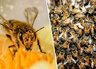 500 εκατομμύρια μέλισσες πέθαναν τους τελευταίους 3 μήνες στην Βραζιλία
