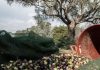 Ξένες εταιρείες προσπαθούν να αγοράσουν εκτάσεις ελαιοδένδρων