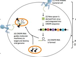 Χρησιμοποιεί η Κίνα το CRISPR για να δημιουργήσει σούπερ στρατιώτες;