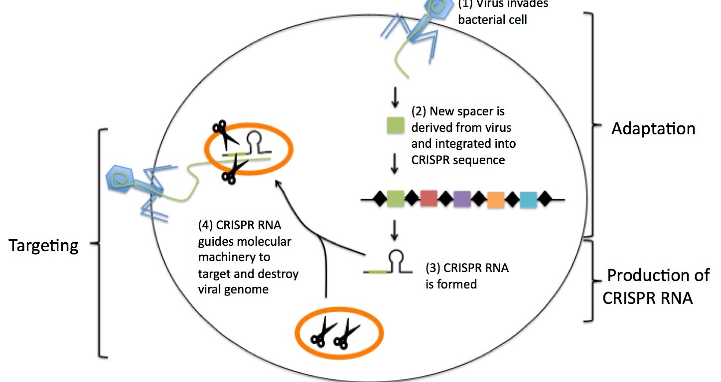 Χρησιμοποιεί η Κίνα το CRISPR για να δημιουργήσει σούπερ στρατιώτες;