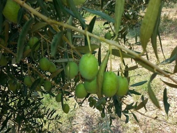 κείμενο που πρέπει να διαβάσουν όλοι οι ελαιοκαλλιεργητές!