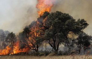 ΦΩΤΙΕΣ ΜΙΑ ΤΕΡΑΣΤΙΑ ΠΕΡΙΒΑΛΛΟΝΤΙΚΗ ΚΑΤΑΣΤΡΟΦΗ ΓΙΑ ΤΟΝ ΠΡΩΤΟΓΕΝΗ ΤΟΜΕΑ