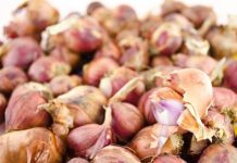 ΑΝΑΓΚΗ ΕΠΙΣΤΡΟΦΗΣ ΣΤΙΣ ΦΥΣΙΚΕΣ ΞΕΧΑΣΜΕΝΕΣ ΘΕΡΑΠΕΙΕΣ ΑΝΑΓΚΗ ΕΠΙΣΤΡΟΦΗΣ ΣΤΙΣ ΦΥΣΙΚΕΣ ΞΕΧΑΣΜΕΝΕΣ ΘΕΡΑΠΕΙΕΣ